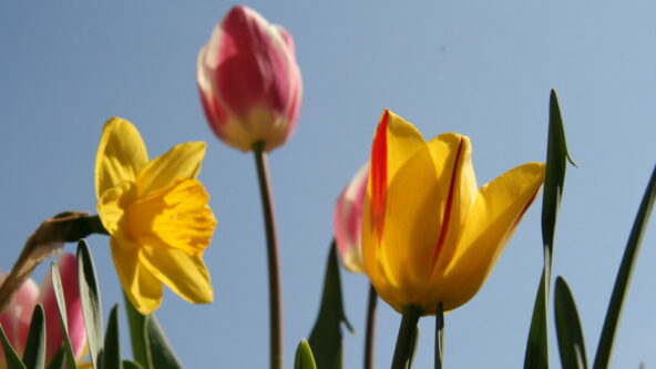 Narzissen und Tulpen